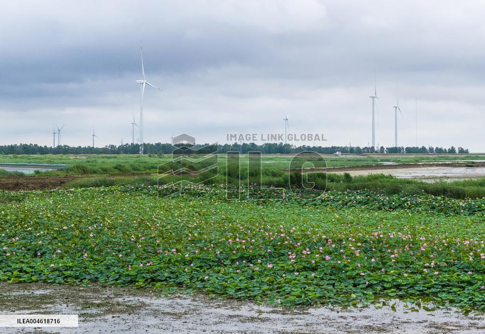 Chengzi Lake Ecological Island Experimental Zone