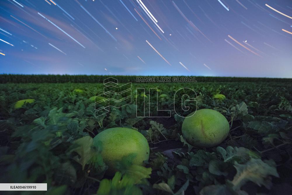 Agriculture Crops Starry Sky - China