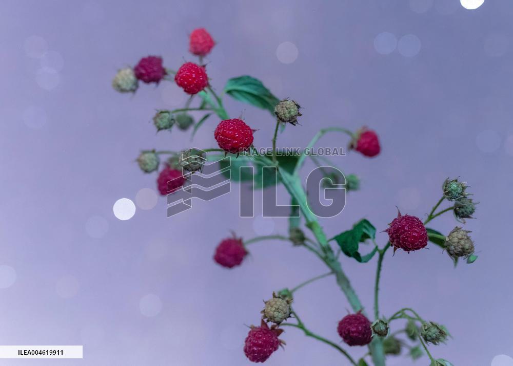 Agriculture Crops Starry Sky - China