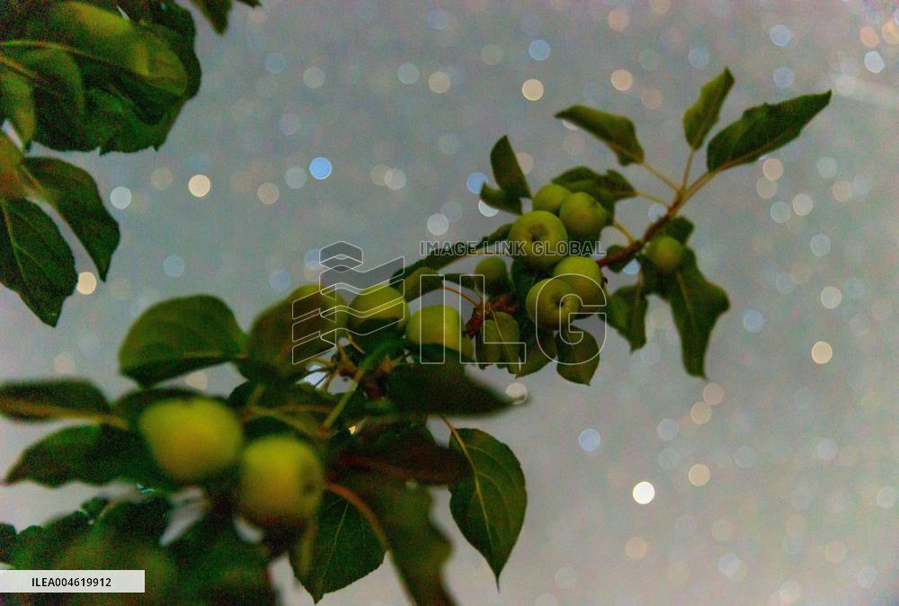 Agriculture Crops Starry Sky - China