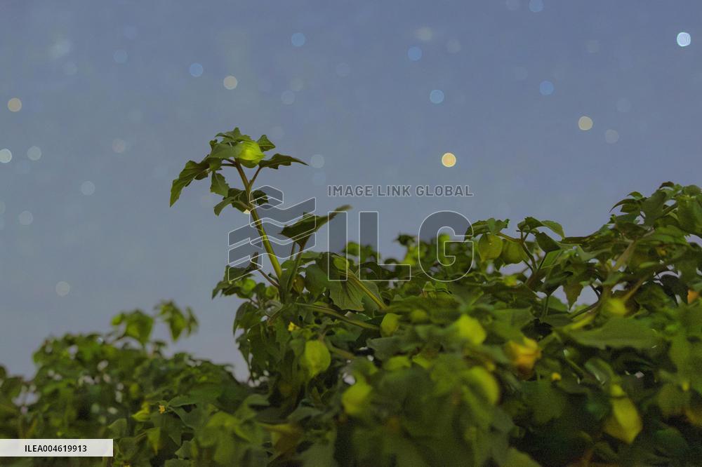 Agriculture Crops Starry Sky - China