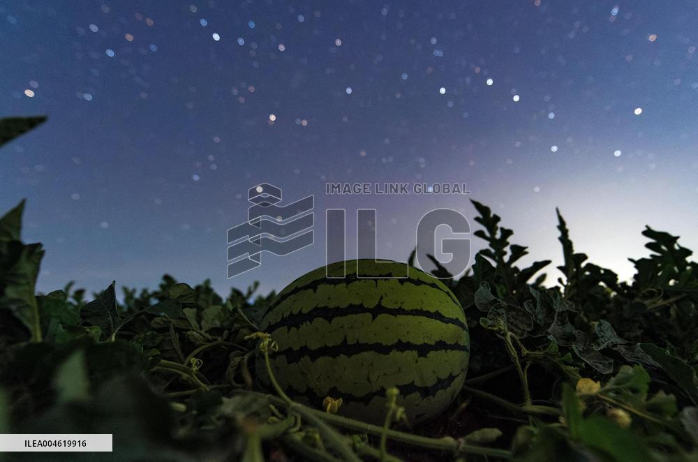 Agriculture Crops Starry Sky - China