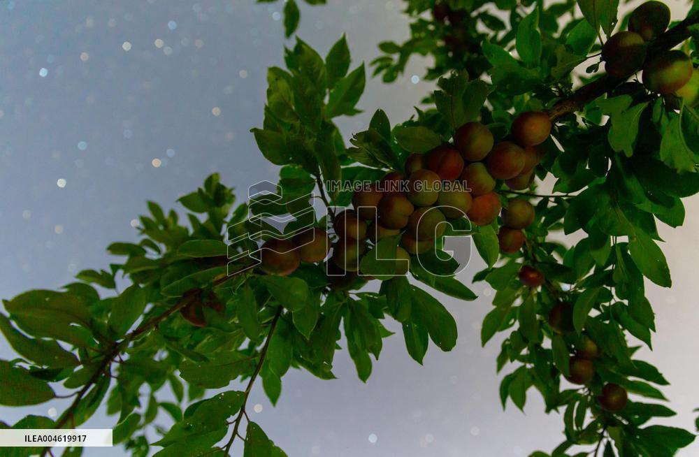 Agriculture Crops Starry Sky - China