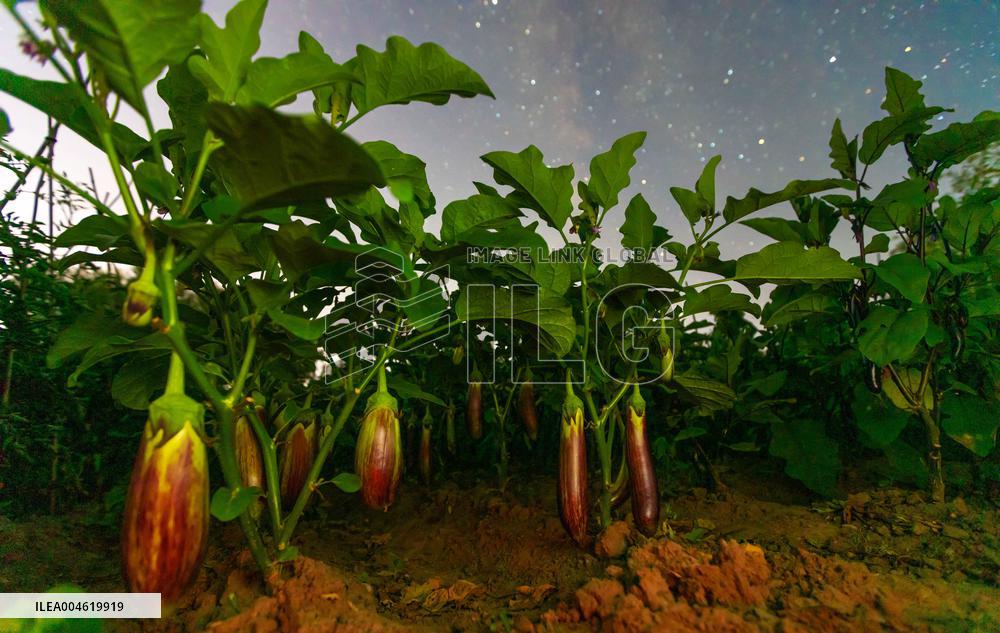 Agriculture Crops Starry Sky - China