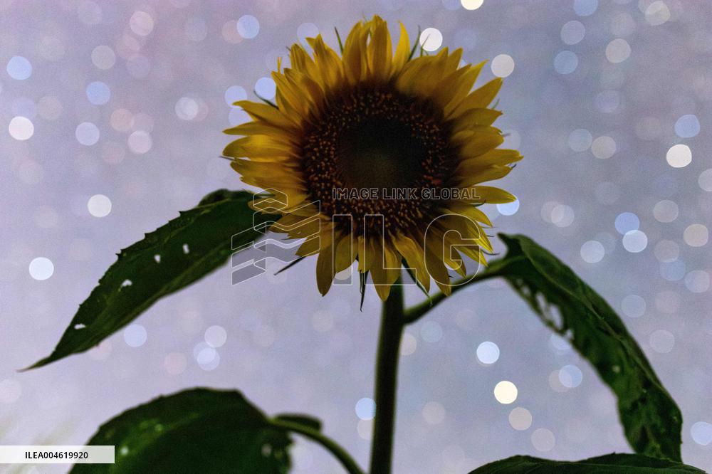 Agriculture Crops Starry Sky - China