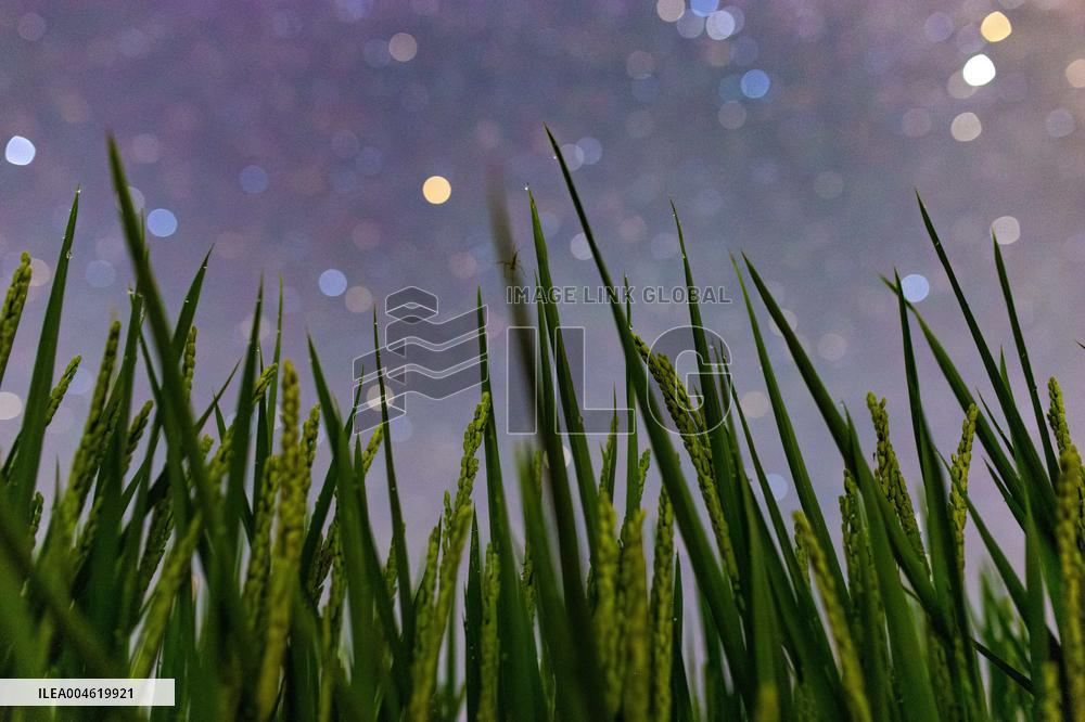 Agriculture Crops Starry Sky - China