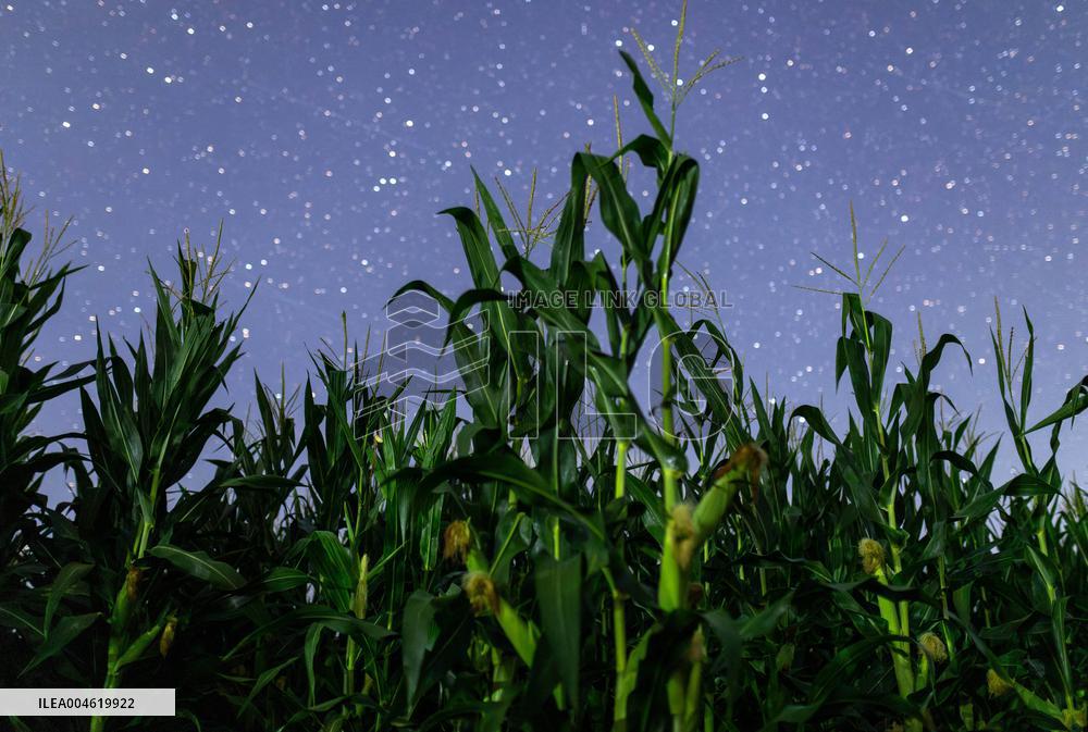 Agriculture Crops Starry Sky - China