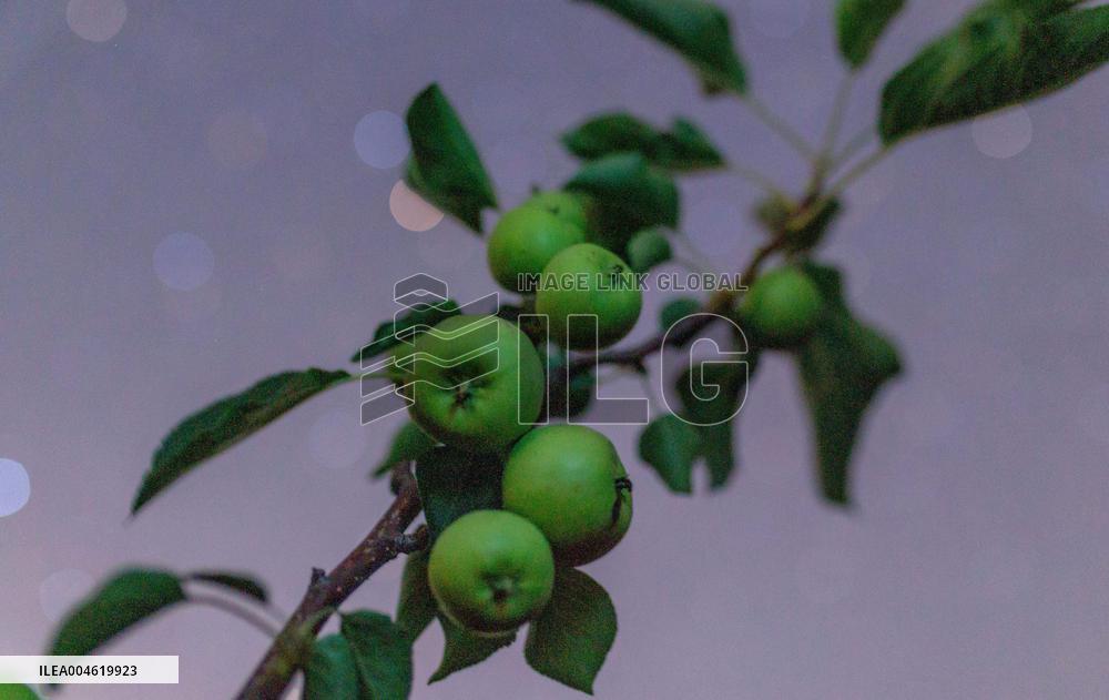 Agriculture Crops Starry Sky - China