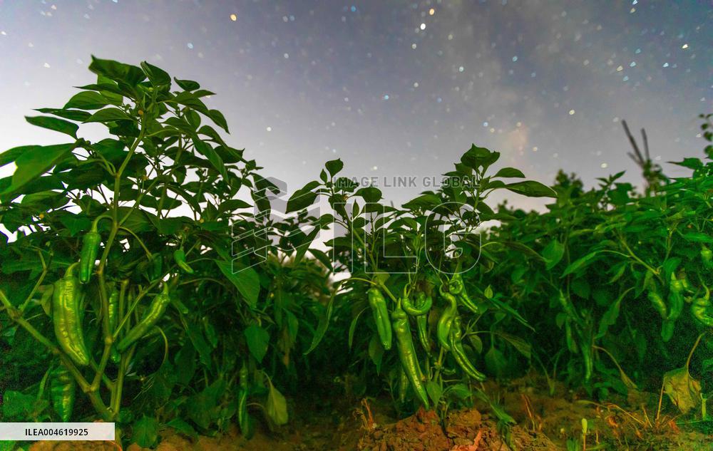 Agriculture Crops Starry Sky - China
