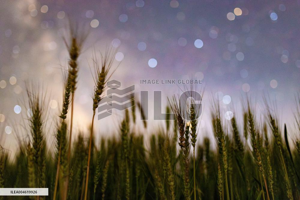 Agriculture Crops Starry Sky - China