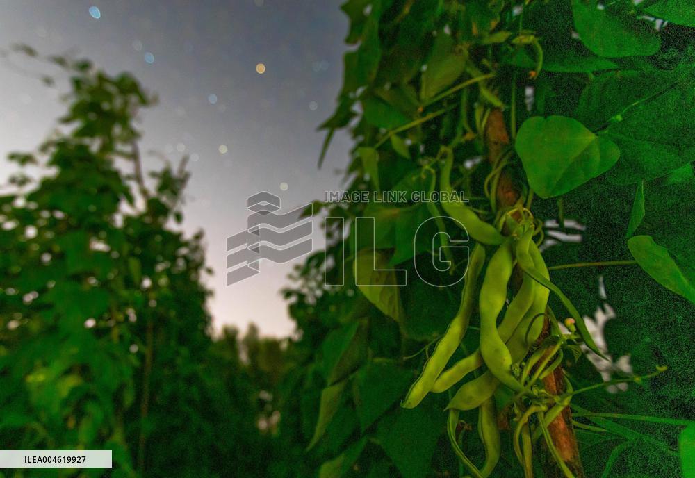 Agriculture Crops Starry Sky - China