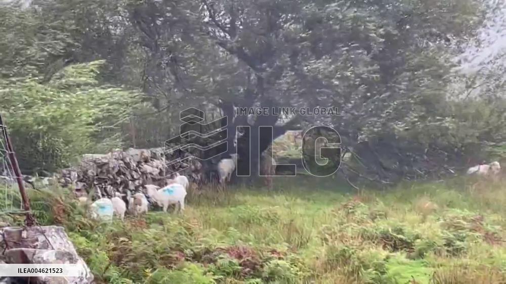 UK: Sheep Take Shelter as Strong Winds from Storm Floris Hit North Wales