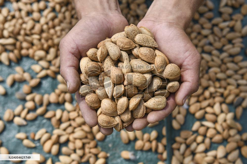 Kashmiri Farmers Dry Almonds in Harvest Season - India