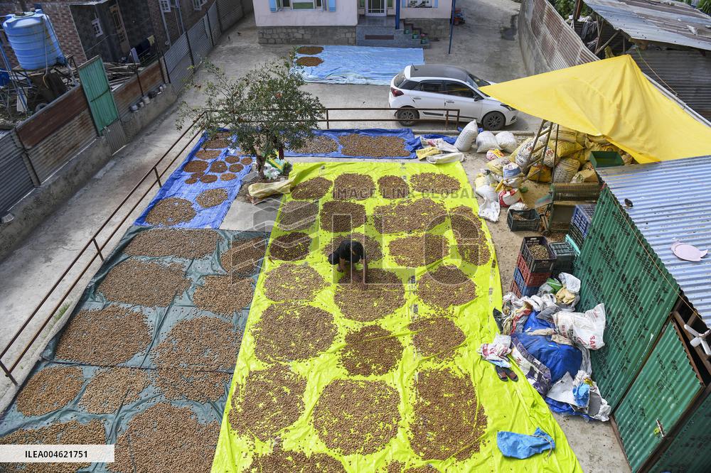 Kashmiri Farmers Dry Almonds in Harvest Season - India