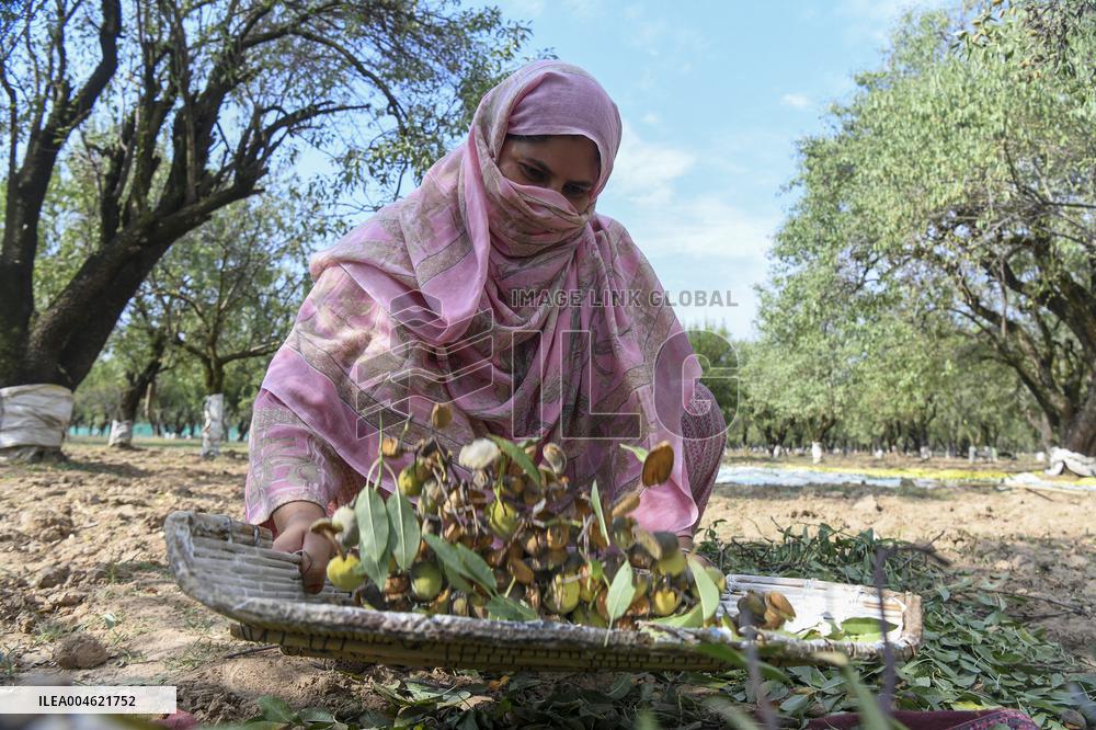 Kashmiri Farmers Dry Almonds in Harvest Season - India