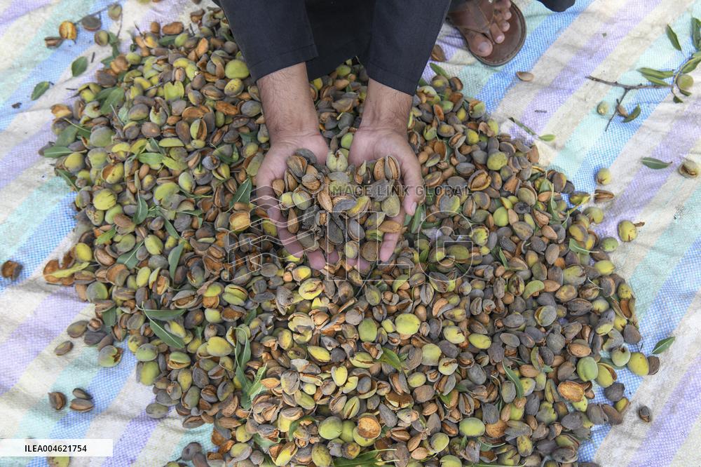 Kashmiri Farmers Dry Almonds in Harvest Season - India
