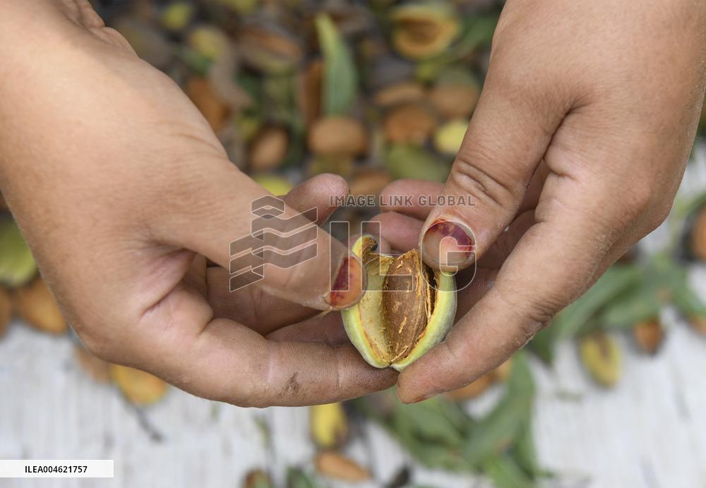 Kashmiri Farmers Dry Almonds in Harvest Season - India