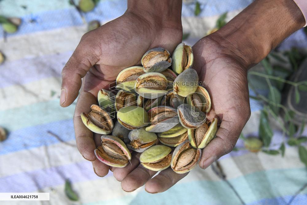 Kashmiri Farmers Dry Almonds in Harvest Season - India