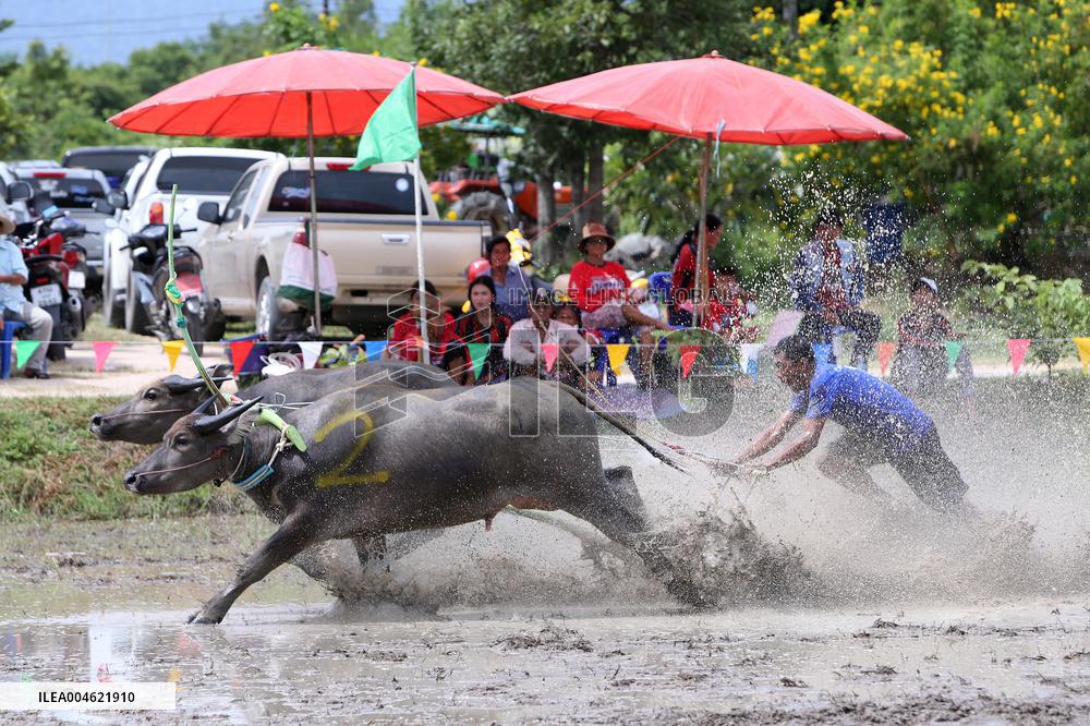 Buffalo Race - Thailand