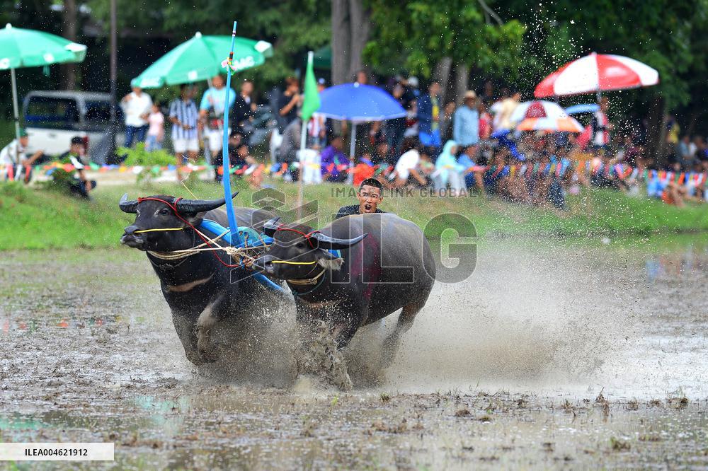 Buffalo Race - Thailand