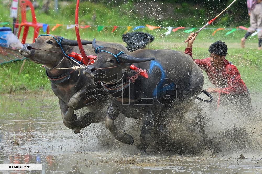 Buffalo Race - Thailand