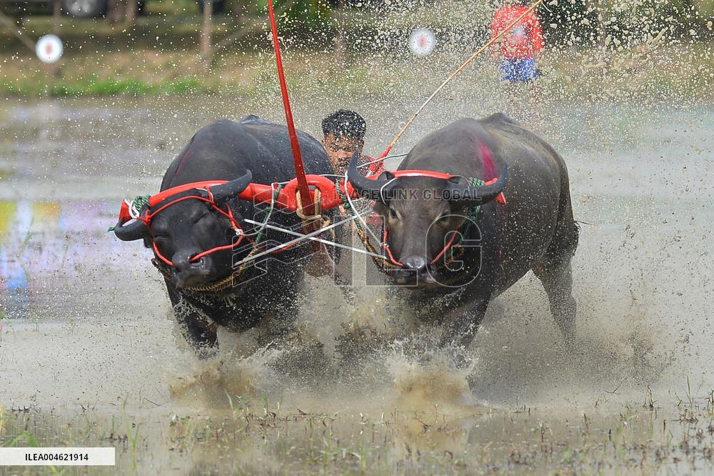 Buffalo Race - Thailand