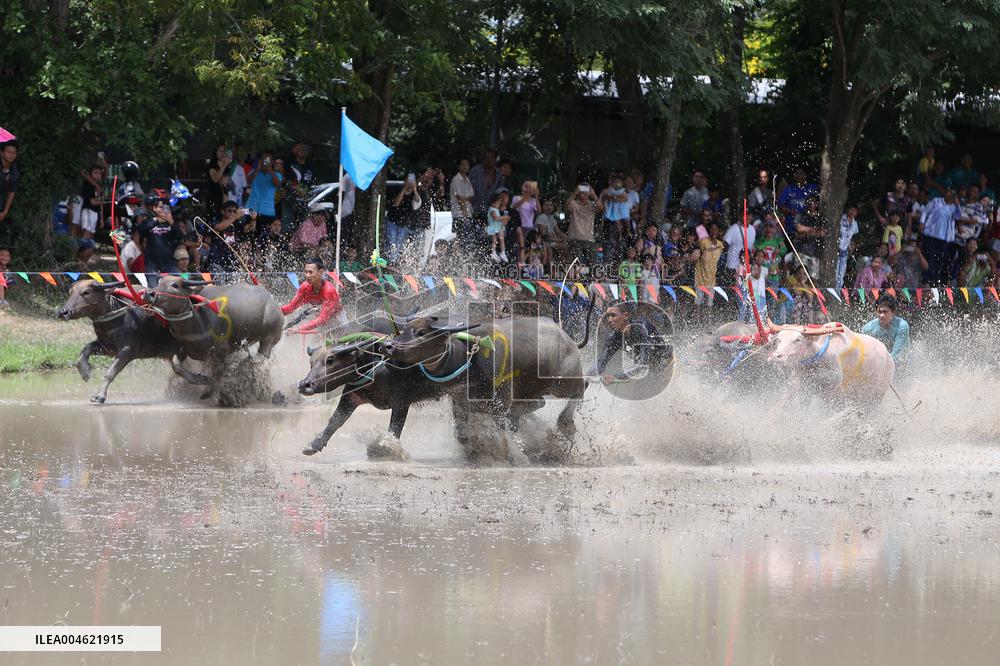 Buffalo Race - Thailand