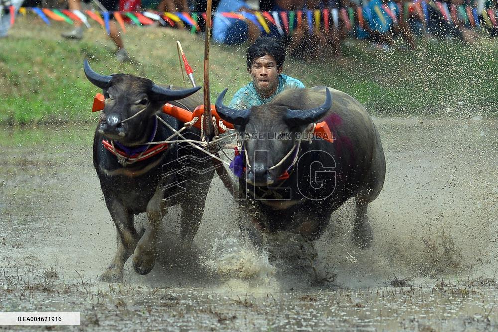 Buffalo Race - Thailand