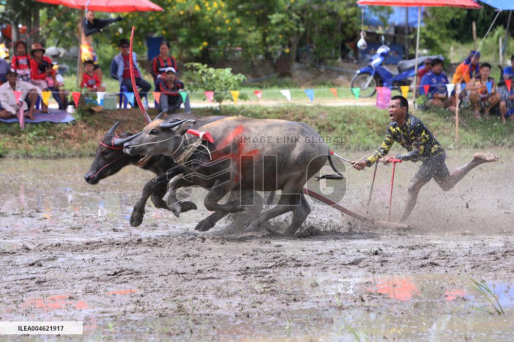 Buffalo Race - Thailand