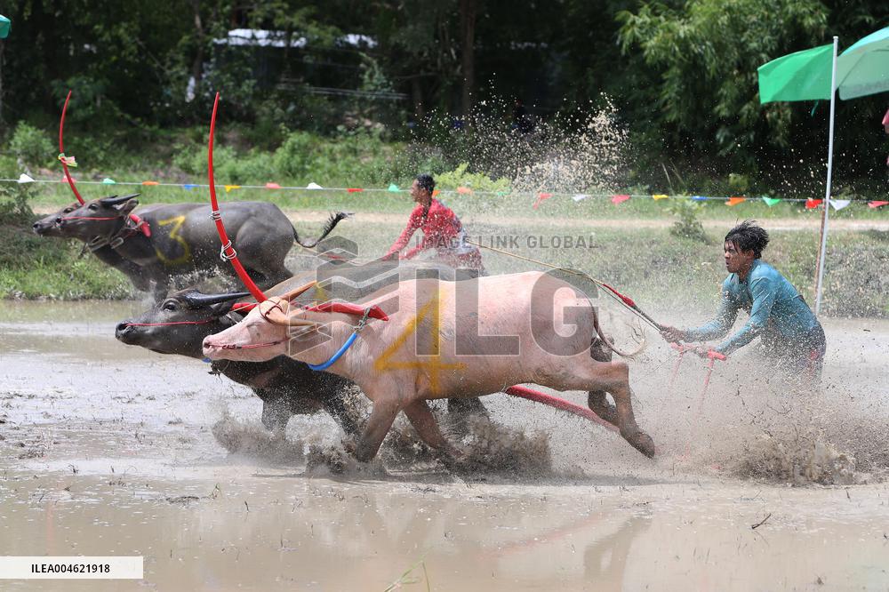 Buffalo Race - Thailand