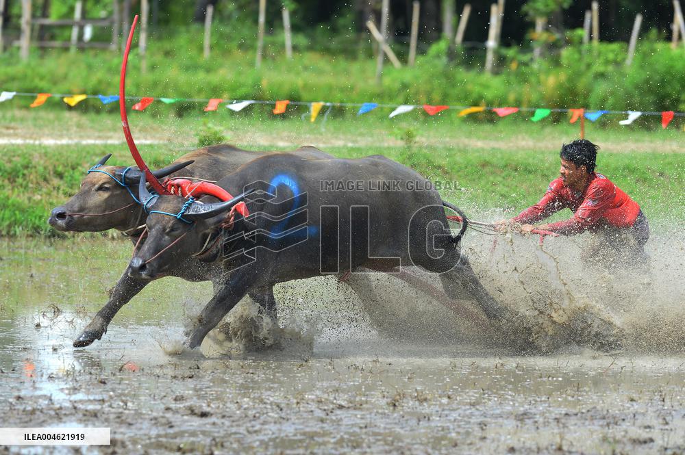 Buffalo Race - Thailand