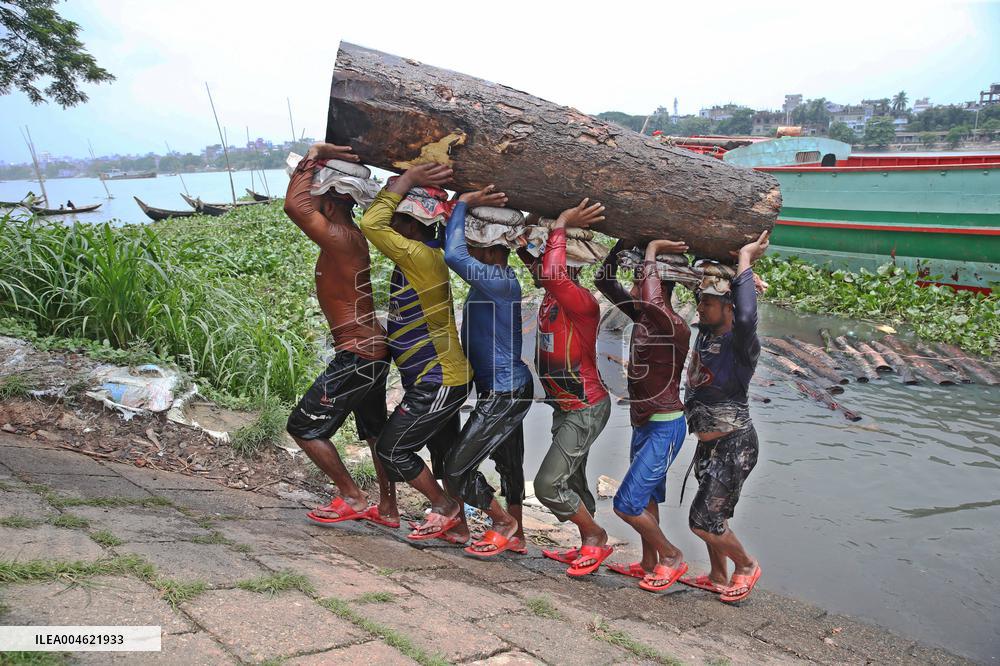 Cutting and Transportation of Wood - Bangladesh
