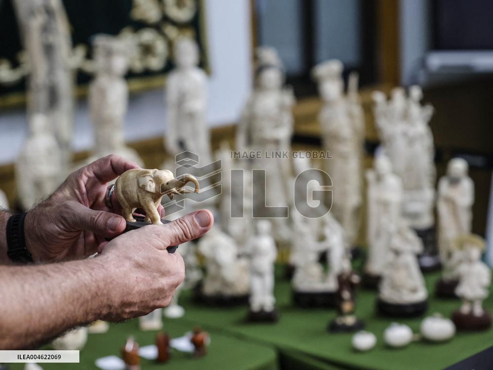 Civil Guard Highlights Major Ivory Seizure in Spain