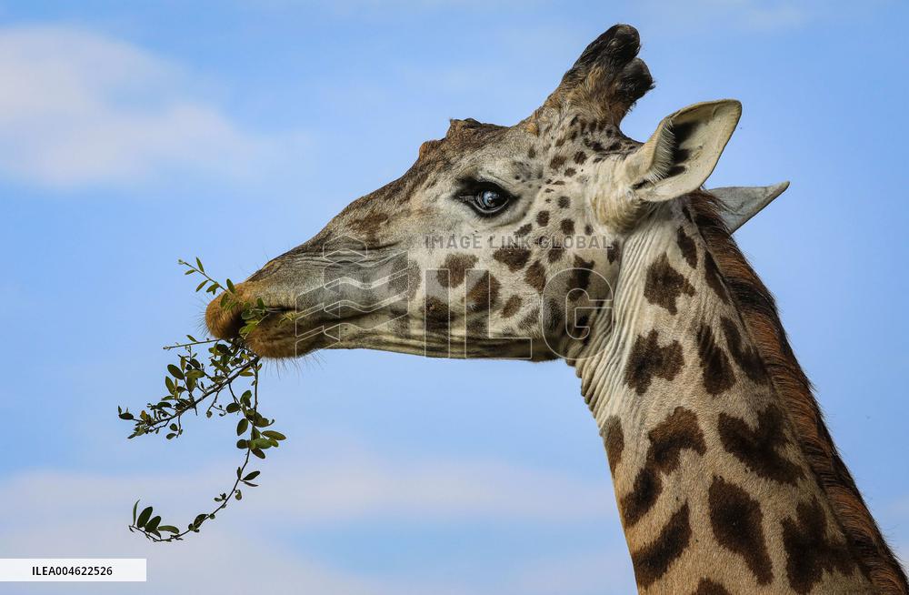 Masai Mara National Reserve Wildlife - Kenya