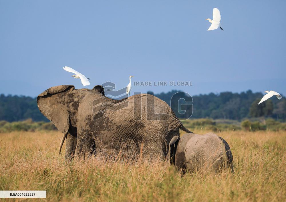 Masai Mara National Reserve Wildlife - Kenya