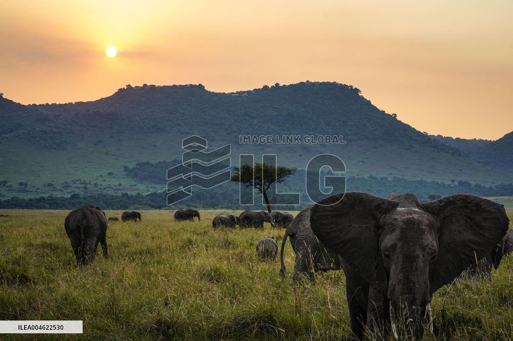 Masai Mara National Reserve Wildlife - Kenya