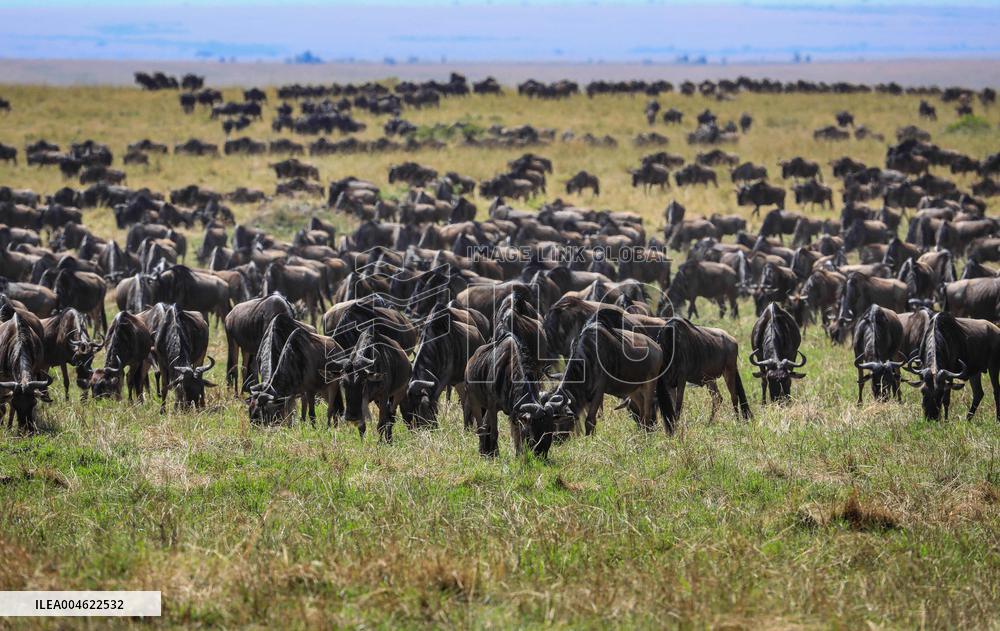Masai Mara National Reserve Wildlife - Kenya
