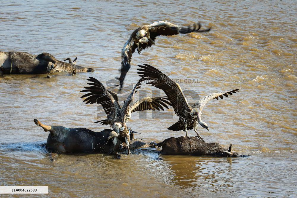 Masai Mara National Reserve Wildlife - Kenya