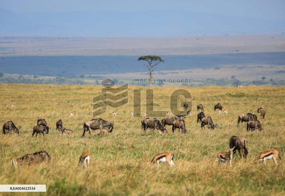 Masai Mara National Reserve Wildlife - Kenya