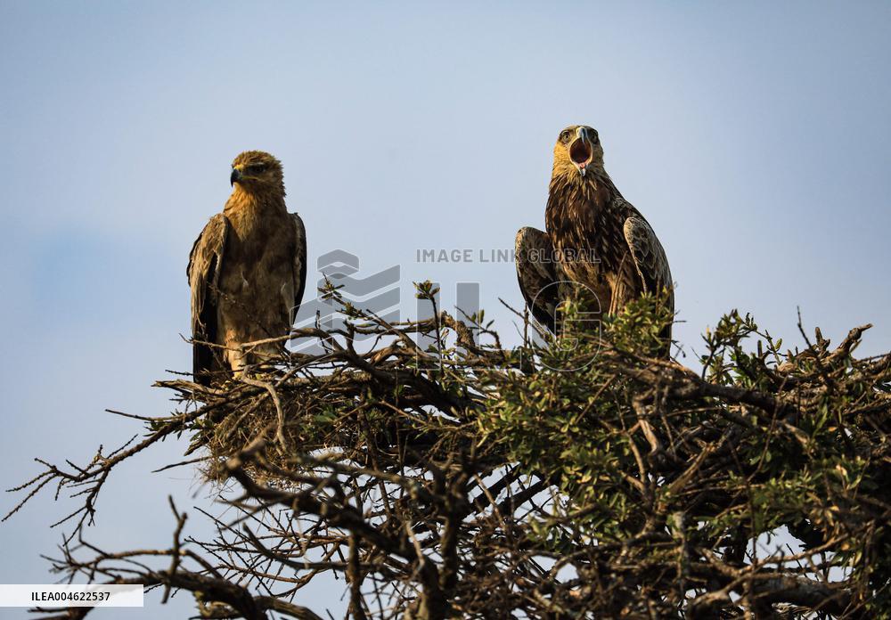 Masai Mara National Reserve Wildlife - Kenya