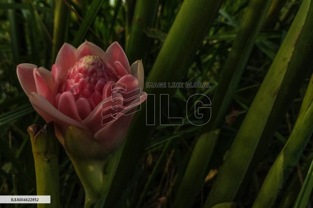 The Merah Putih Spirit's - Indonesia