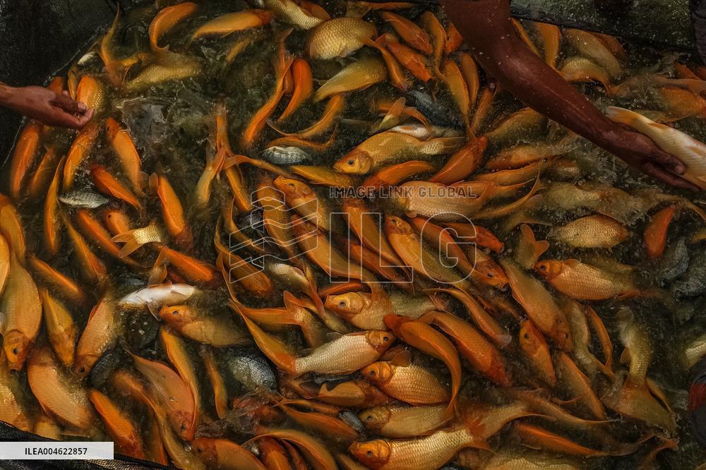 The Merah Putih Spirit's - Indonesia