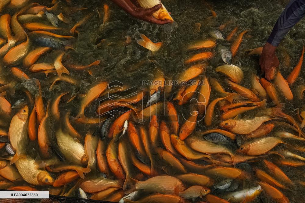 The Merah Putih Spirit's - Indonesia