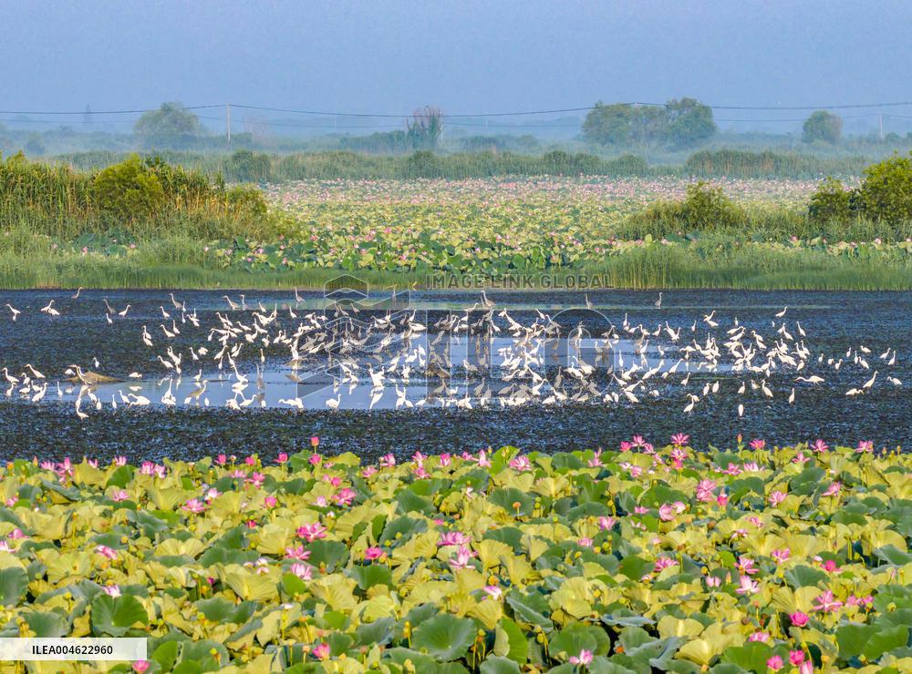 Hongze Lake Wetland Blooming Lotus Flower Egrets