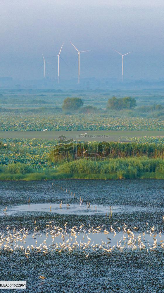 Hongze Lake Wetland Blooming Lotus Flower Egrets