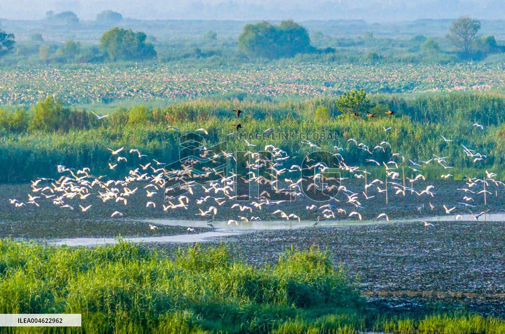 Hongze Lake Wetland Blooming Lotus Flower Egrets