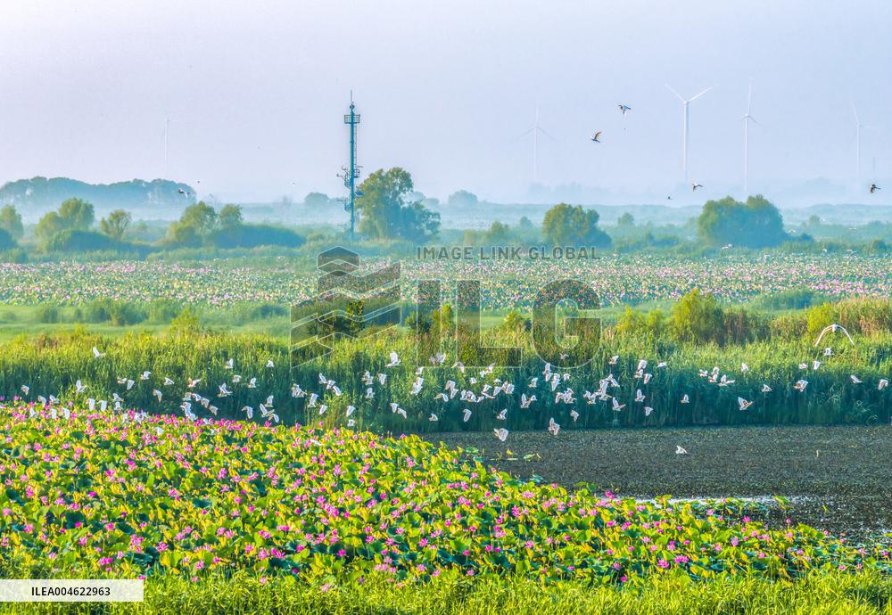 Hongze Lake Wetland Blooming Lotus Flower Egrets
