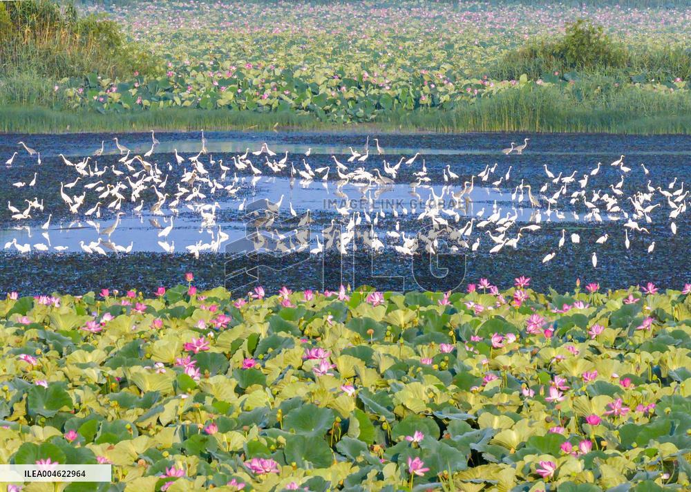 Hongze Lake Wetland Blooming Lotus Flower Egrets