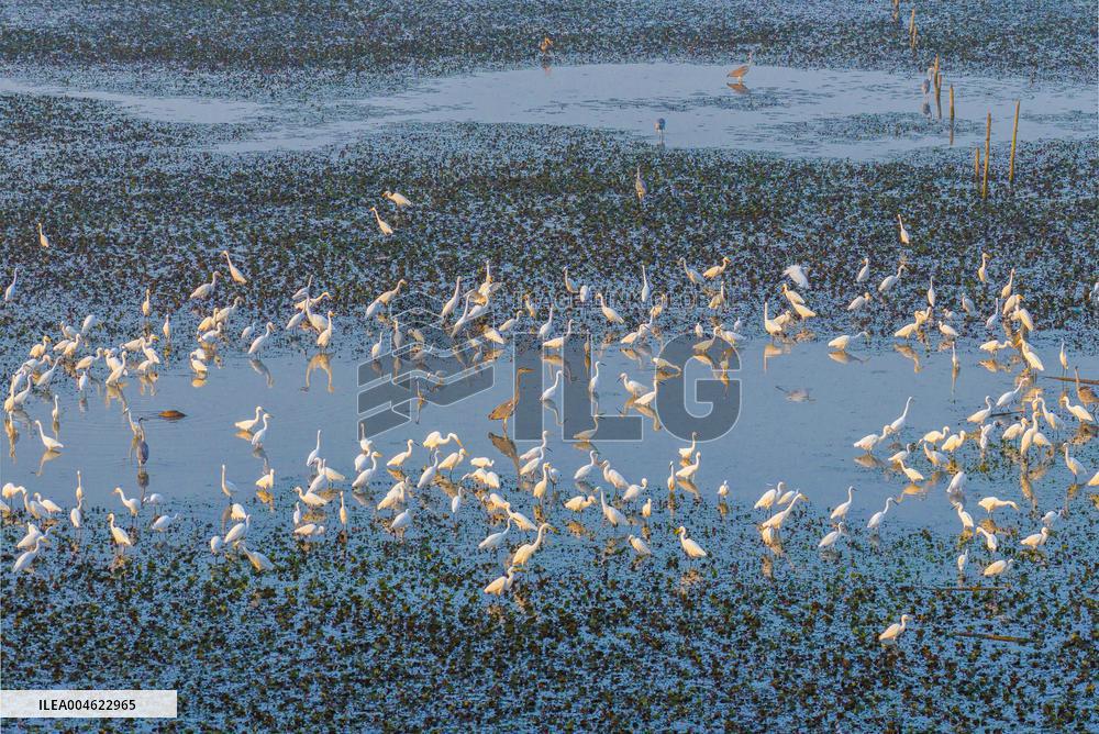 Hongze Lake Wetland Blooming Lotus Flower Egrets