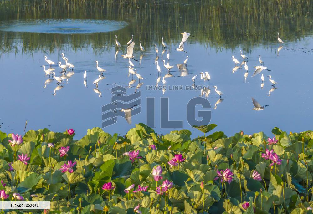 Hongze Lake Wetland Blooming Lotus Flower Egrets
